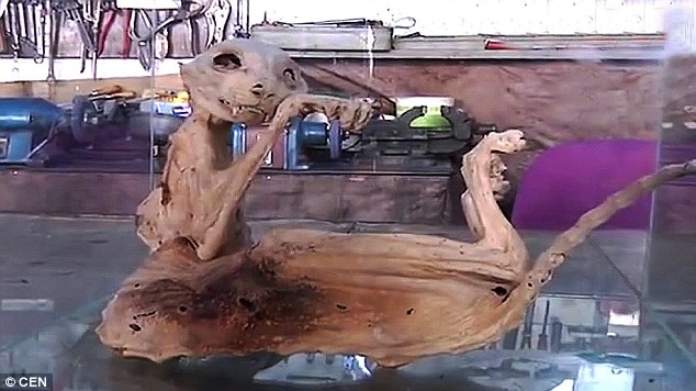 Na Turquia, corpo de predador é encontrado em porão e permanece um mistério para especialistas!