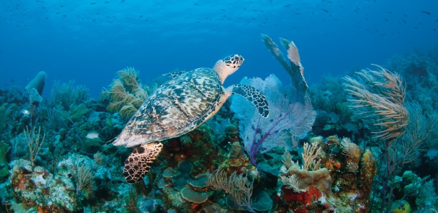 Dona da praia mais linda do mundo, Turks e Caicos seduz ricos e famosos