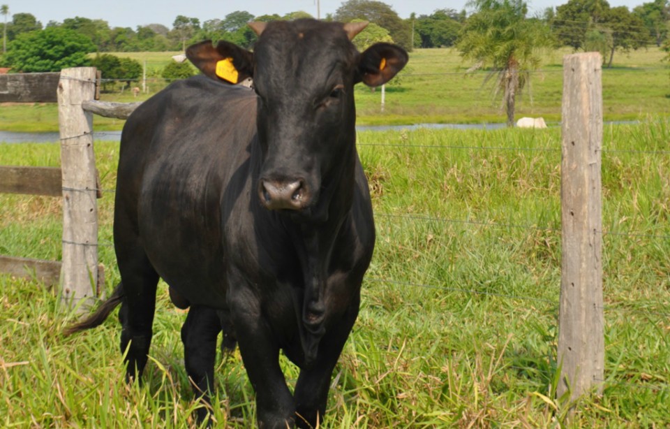 Reinaldo Azambuja lança programa de recuperação de pastagens Reinaldo Azambuja lança programa de recuperação de pastagens