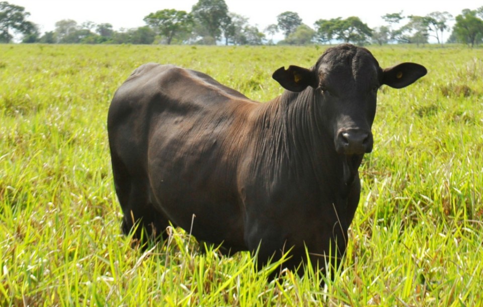 Reinaldo Azambuja lança programa de recuperação de pastagens Reinaldo Azambuja lança programa de recuperação de pastagens