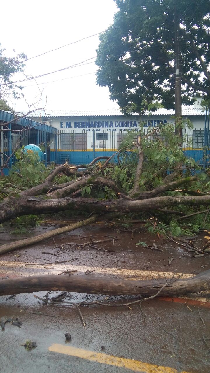Chuva acompanhada de vento destelha casas e derruba árvores em Dourados