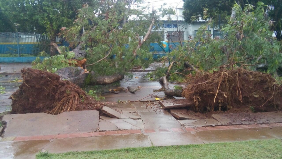Chuva acompanhada de vento destelha casas e derruba árvores em Dourados