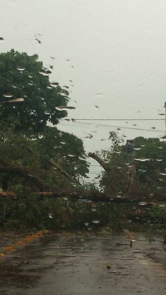 Chuva acompanhada de vento destelha casas e derruba árvores em Dourados