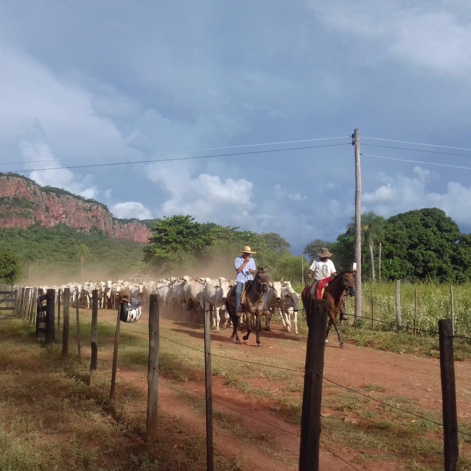 Governo realiza leilão com 140 bovinos dia 23 de março Governo realiza leilão com 140 bovinos dia 23 de março