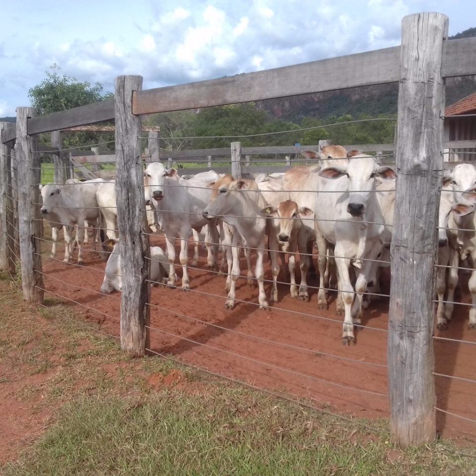 Governo realiza leilão com 140 bovinos dia 23 de março Governo realiza leilão com 140 bovinos dia 23 de março