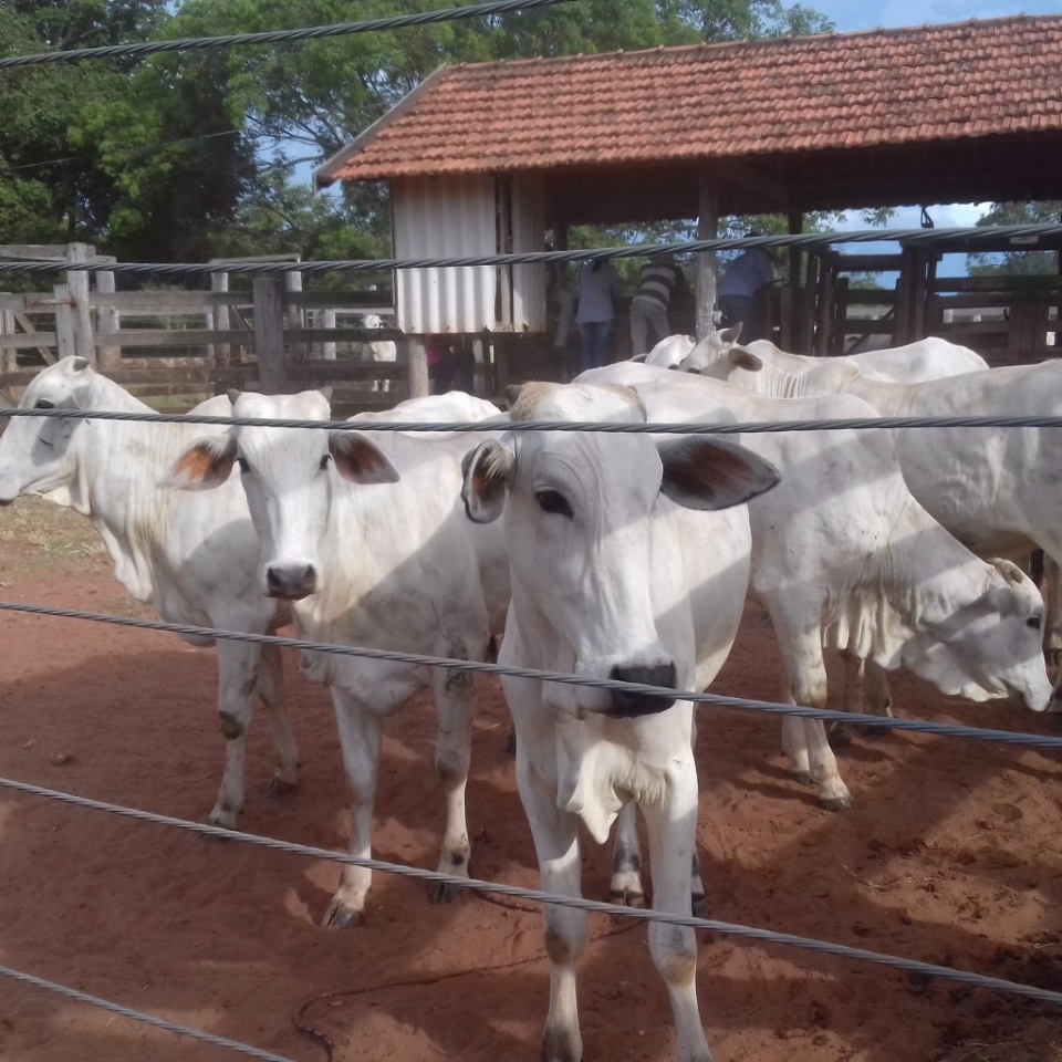 Governo realiza leilão com 140 bovinos dia 23 de março Governo realiza leilão com 140 bovinos dia 23 de março