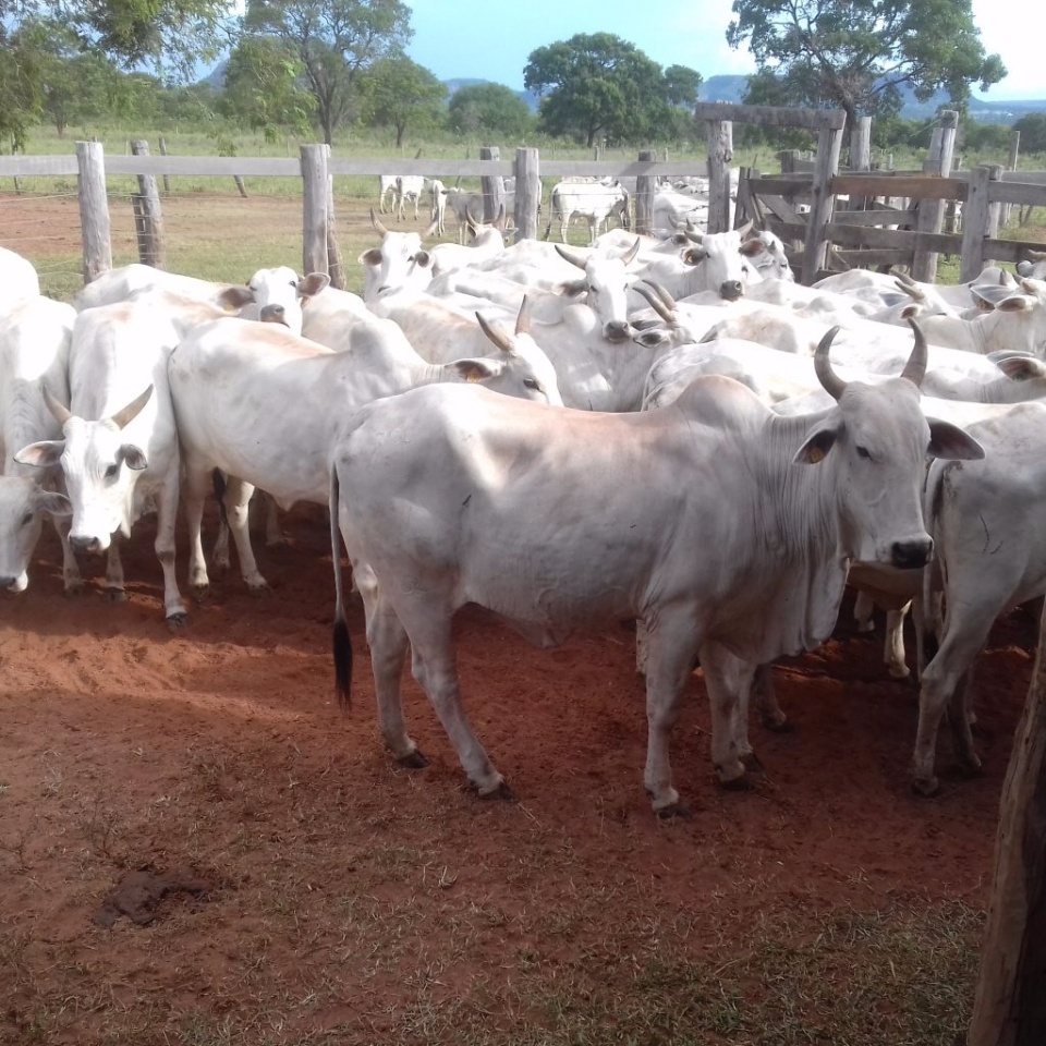 Governo realiza leilão com 140 bovinos dia 23 de março Governo realiza leilão com 140 bovinos dia 23 de março