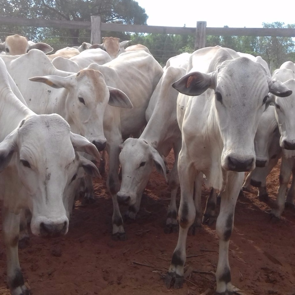 Governo realiza leilão com 140 bovinos dia 23 de março Governo realiza leilão com 140 bovinos dia 23 de março
