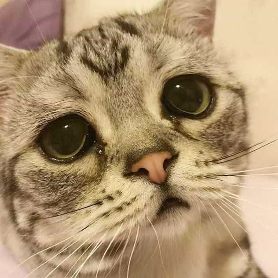 Conheça a gata 'mais triste do mundo', sucesso no Instagram