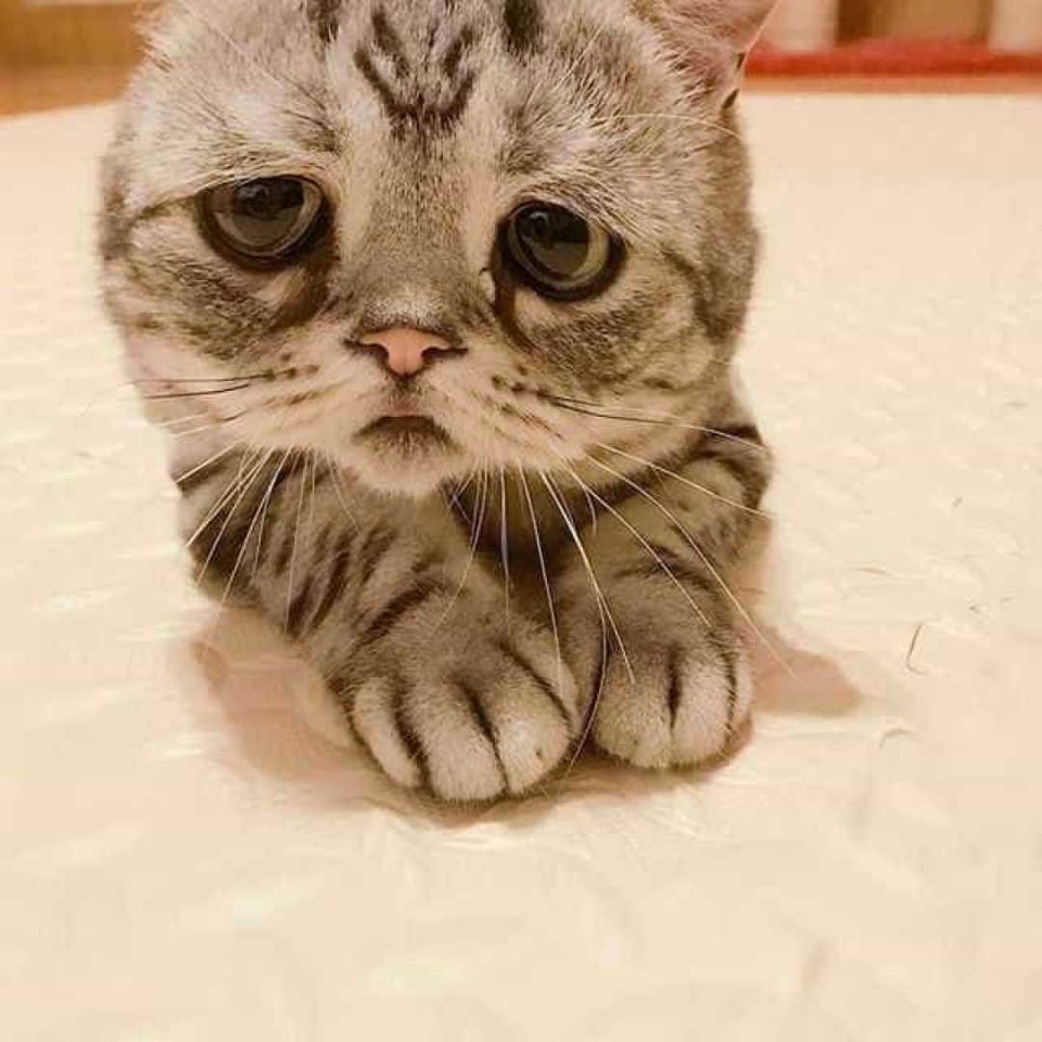 Conheça a gata 'mais triste do mundo', sucesso no Instagram