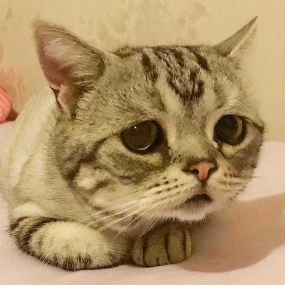 Conheça a gata 'mais triste do mundo', sucesso no Instagram