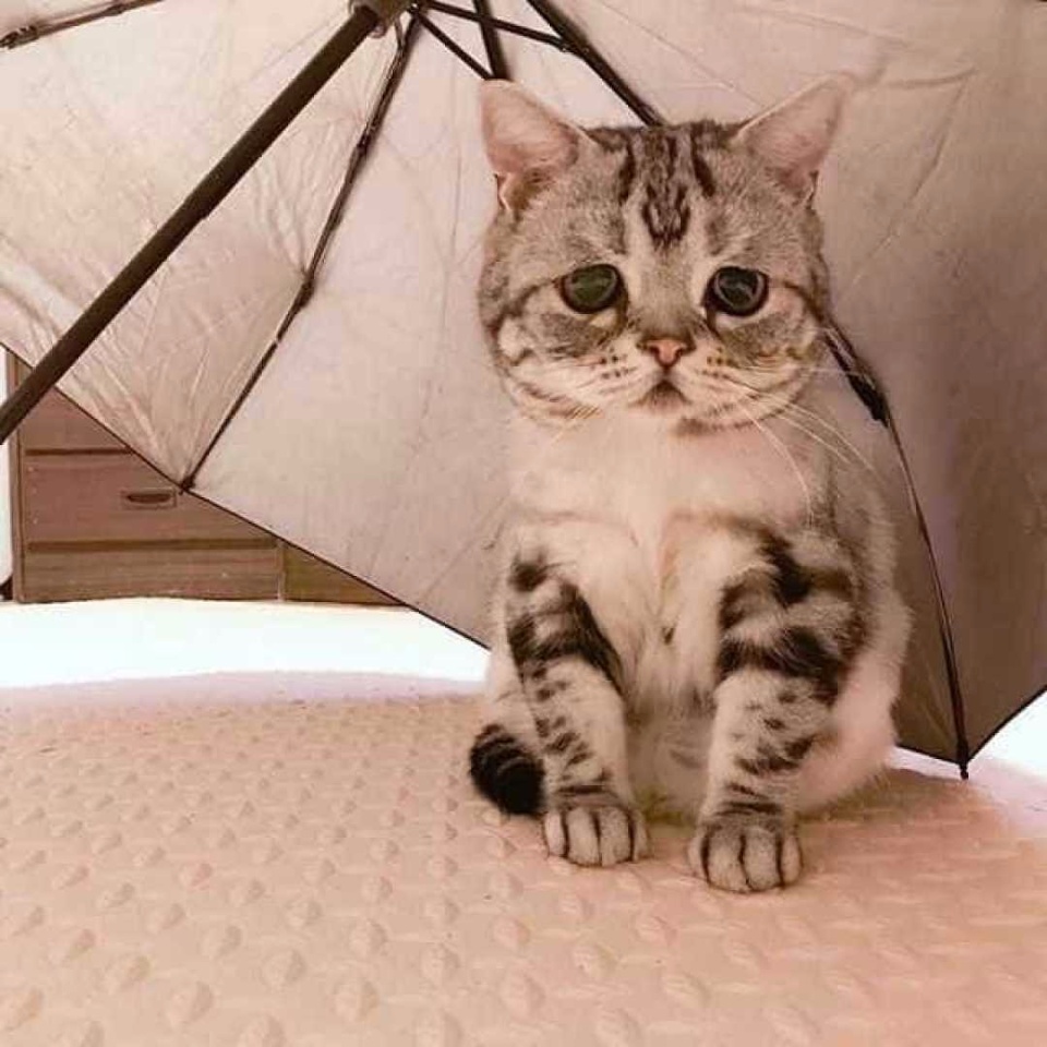 Conheça a gata 'mais triste do mundo', sucesso no Instagram