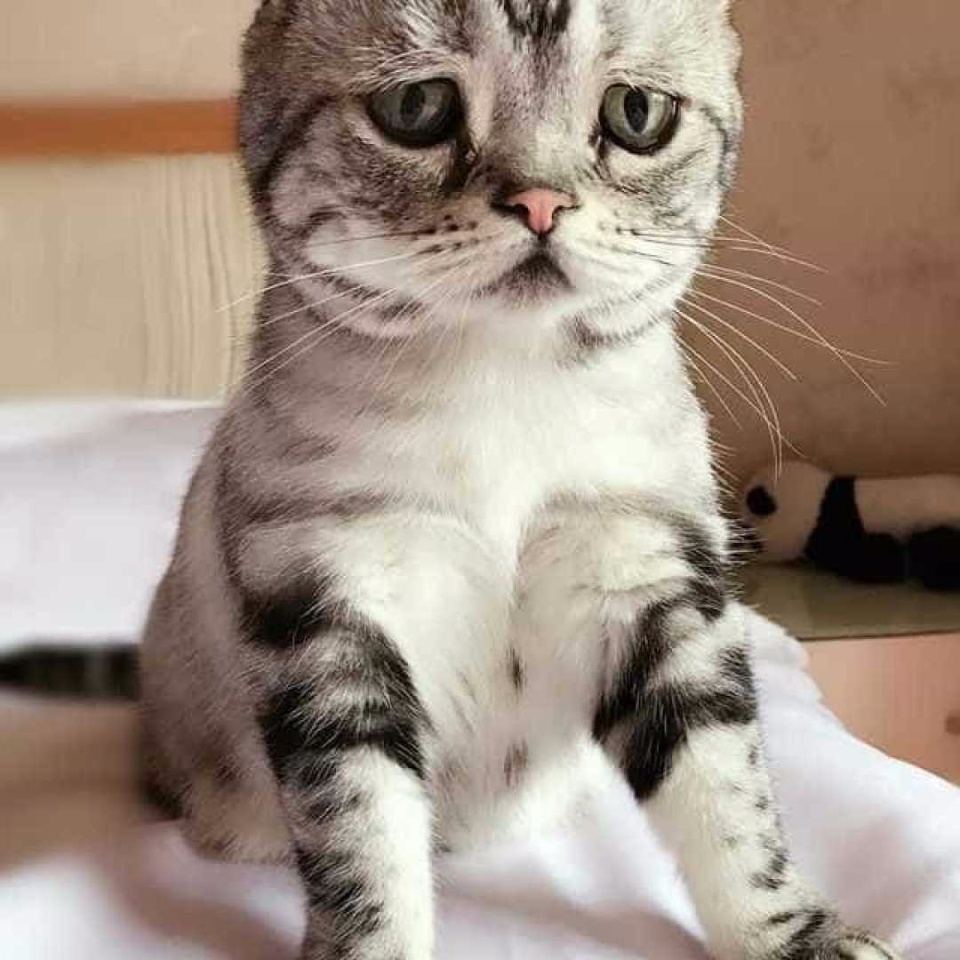 Conheça a gata 'mais triste do mundo', sucesso no Instagram