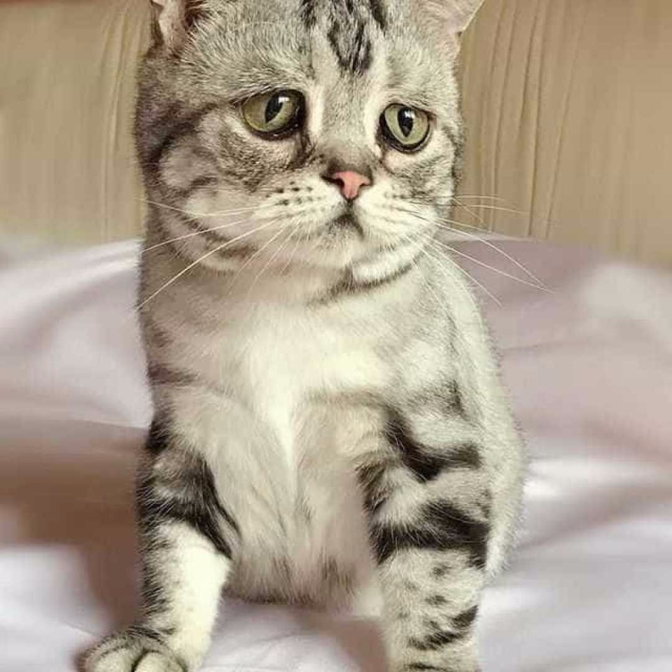 Conheça a gata 'mais triste do mundo', sucesso no Instagram