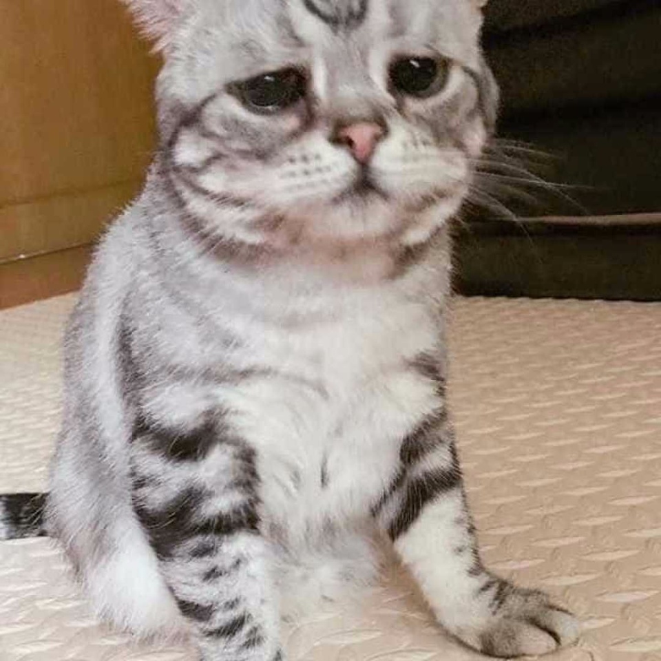 Conheça a gata 'mais triste do mundo', sucesso no Instagram