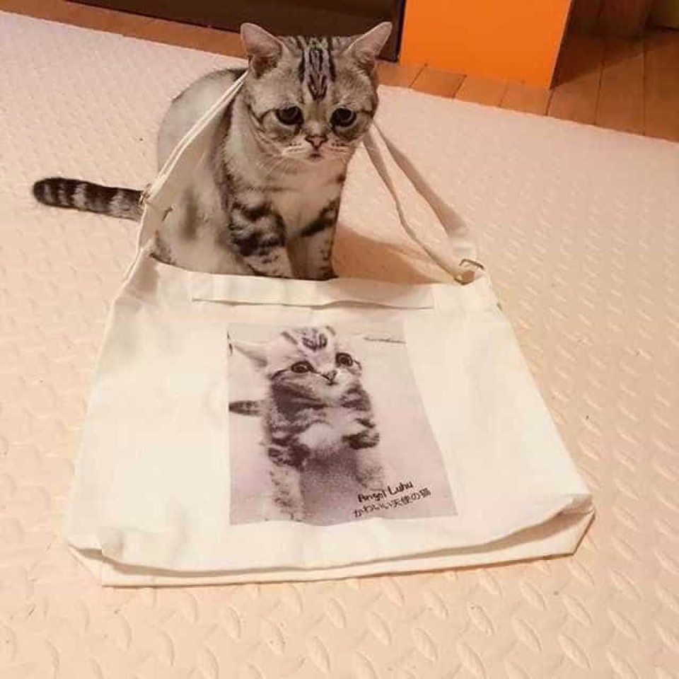 Conheça a gata 'mais triste do mundo', sucesso no Instagram