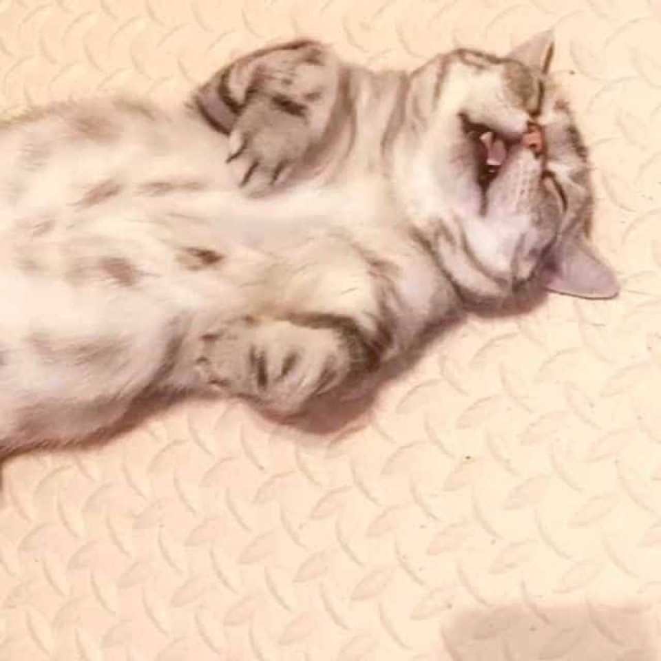 Conheça a gata 'mais triste do mundo', sucesso no Instagram