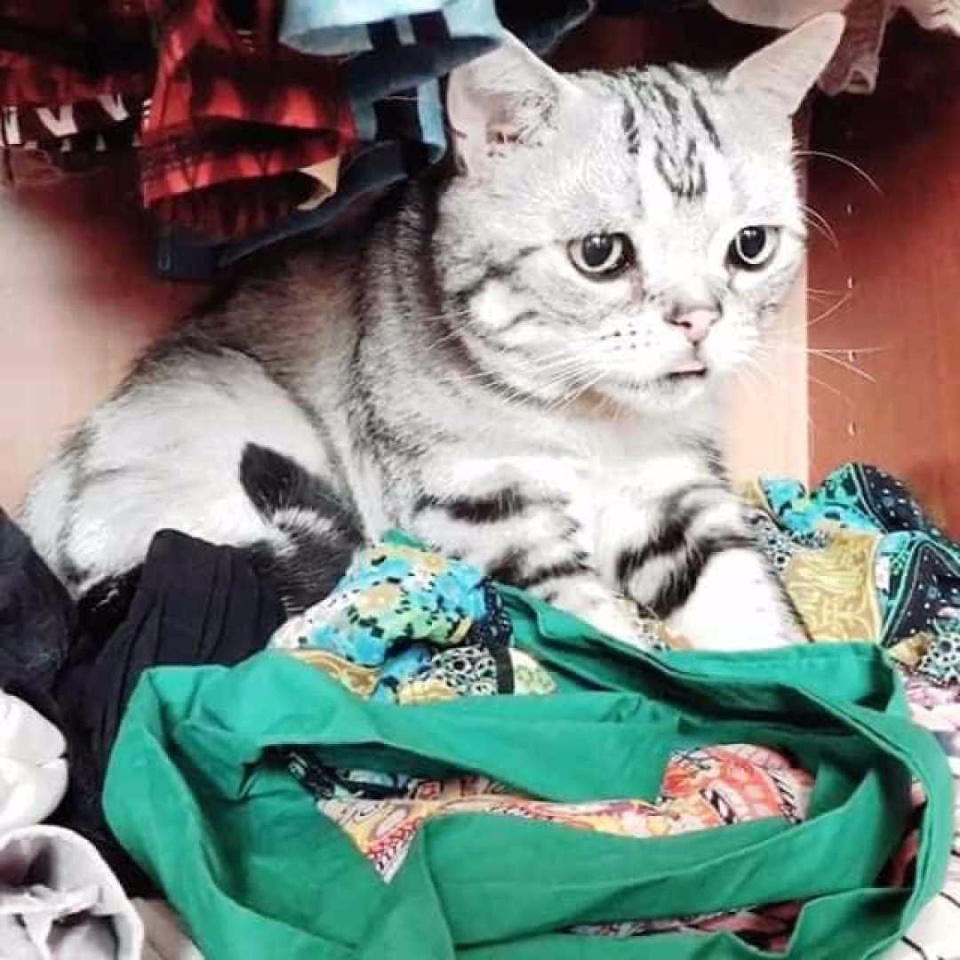 Conheça a gata 'mais triste do mundo', sucesso no Instagram