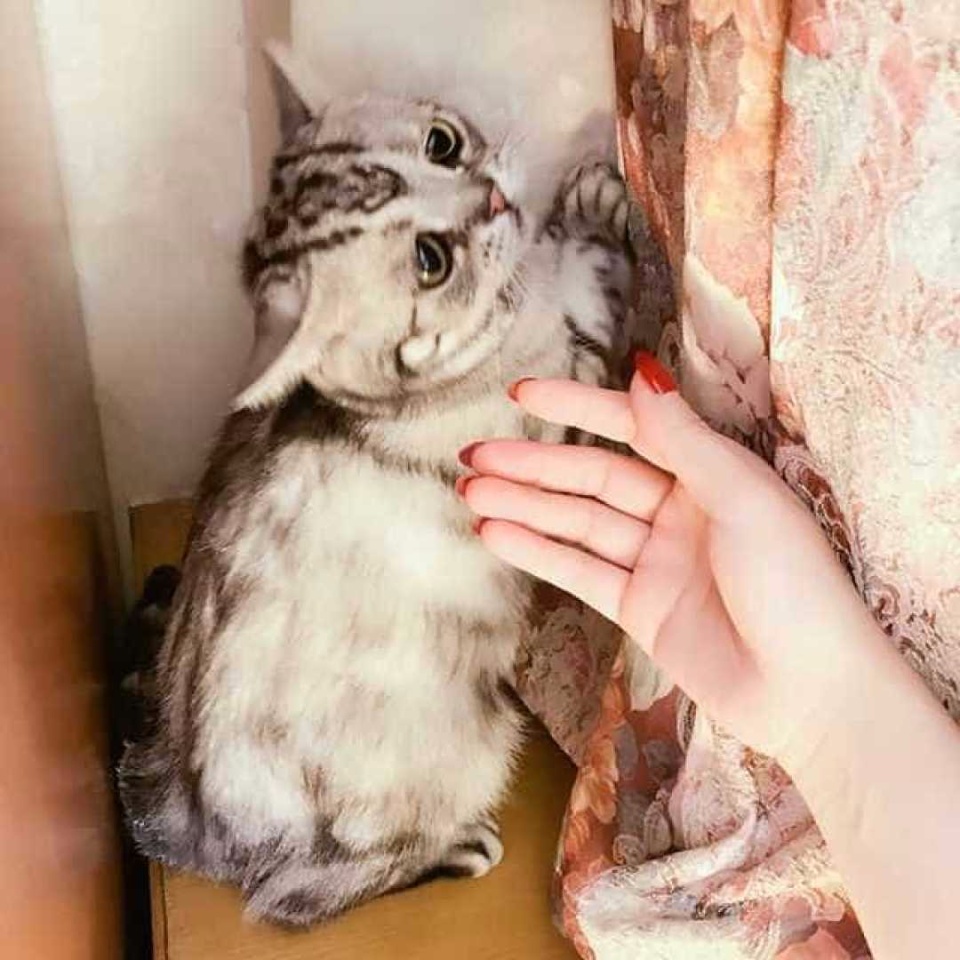 Conheça a gata 'mais triste do mundo', sucesso no Instagram