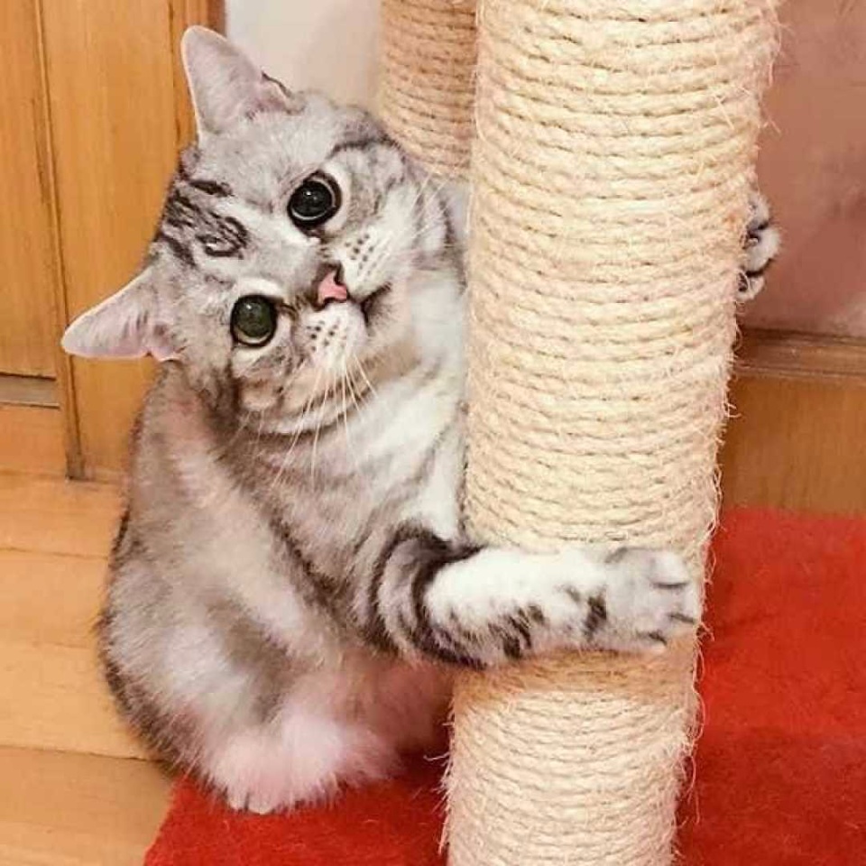 Conheça a gata 'mais triste do mundo', sucesso no Instagram