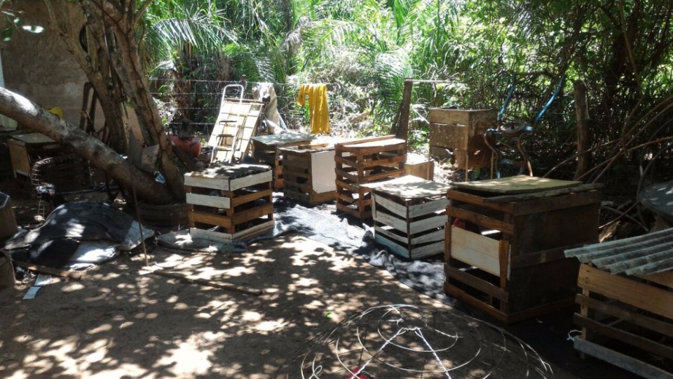 PMA e Choque fecham rinha de galos e autuam 38 pessoas com multa de R$ 912 mil