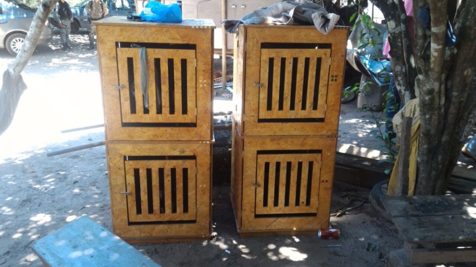 PMA e Choque fecham rinha de galos e autuam 38 pessoas com multa de R$ 912 mil