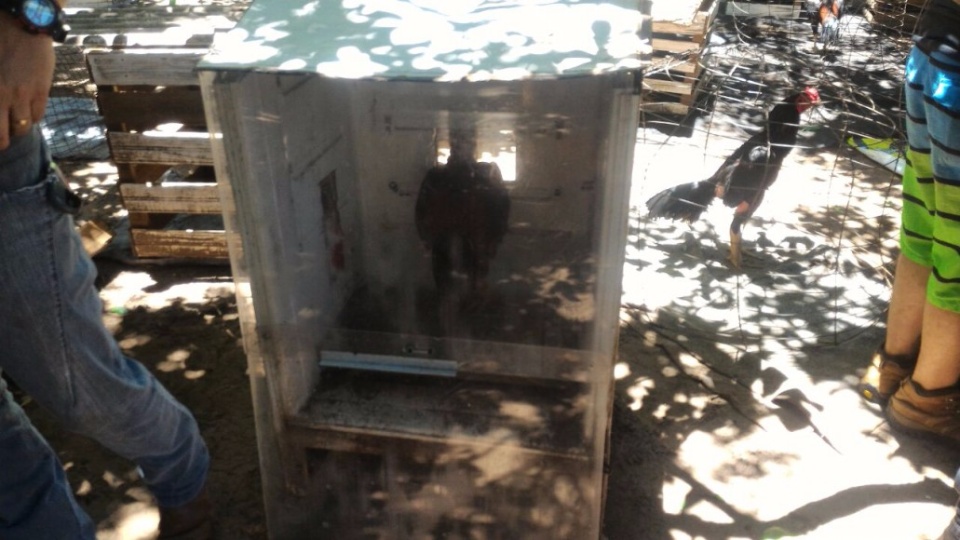 PMA e Choque fecham rinha de galos e autuam 38 pessoas com multa de R$ 912 mil