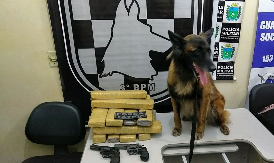 Com auxílio de cão farejador, polícia encontra droga em ônibus intermunicipal Com auxílio de cão farejador, polícia encontra droga em ônibus intermunicipal
