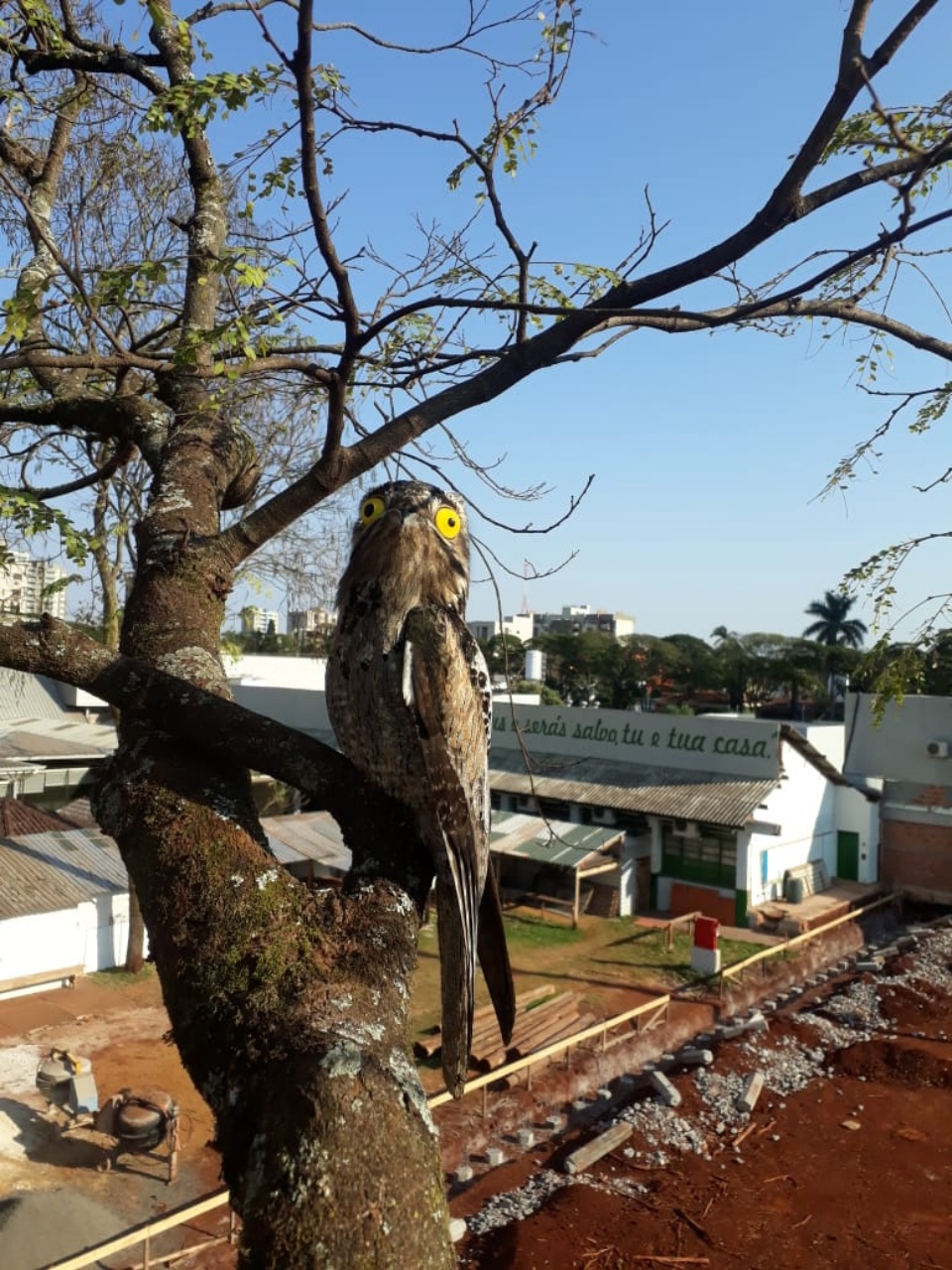 Leitor flagra “ave-fantasma” em tronco de árvore no pátio de escola