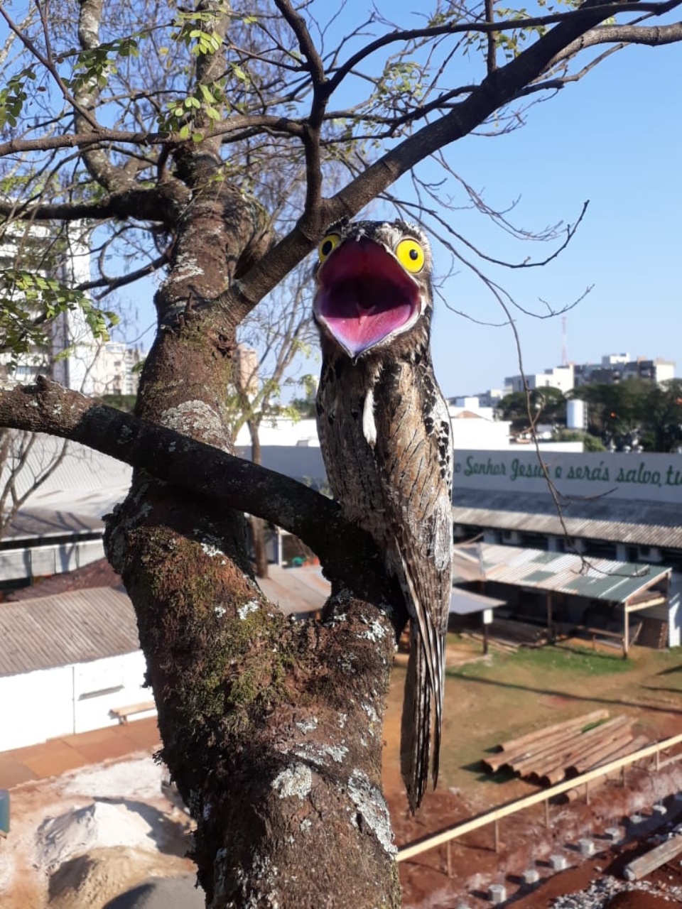 Leitor flagra “ave-fantasma” em tronco de árvore no pátio de escola