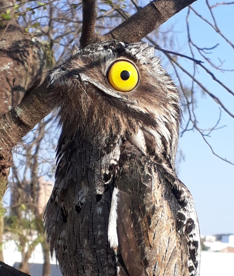 Leitor flagra “ave-fantasma” em tronco de árvore no pátio de escola