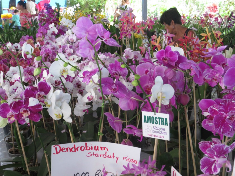 Expoflor começa e plantas variam de R$ 4 a quase R$ 2 mil Expoflor começa e plantas variam de R$ 4 a quase R$ 2 mil