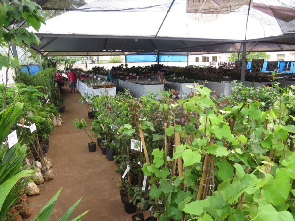 Expoflor começa e plantas variam de R$ 4 a quase R$ 2 mil Expoflor começa e plantas variam de R$ 4 a quase R$ 2 mil