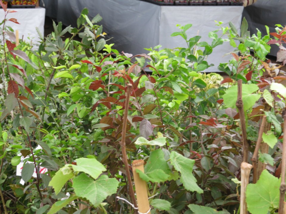 Expoflor começa e plantas variam de R$ 4 a quase R$ 2 mil Expoflor começa e plantas variam de R$ 4 a quase R$ 2 mil