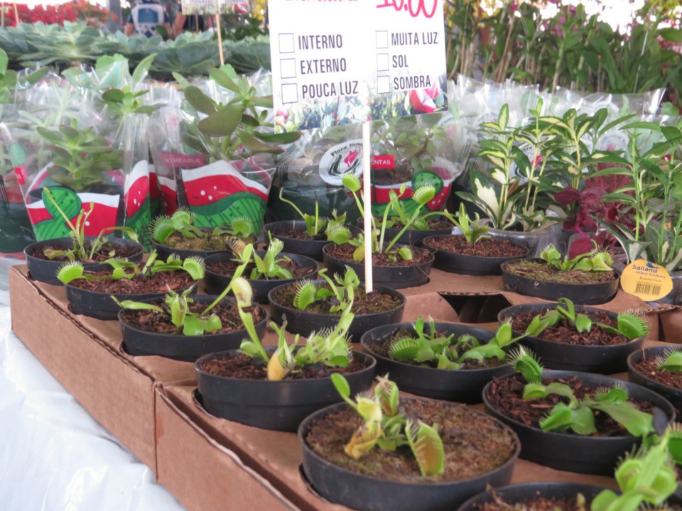 Expoflor começa e plantas variam de R$ 4 a quase R$ 2 mil Expoflor começa e plantas variam de R$ 4 a quase R$ 2 mil