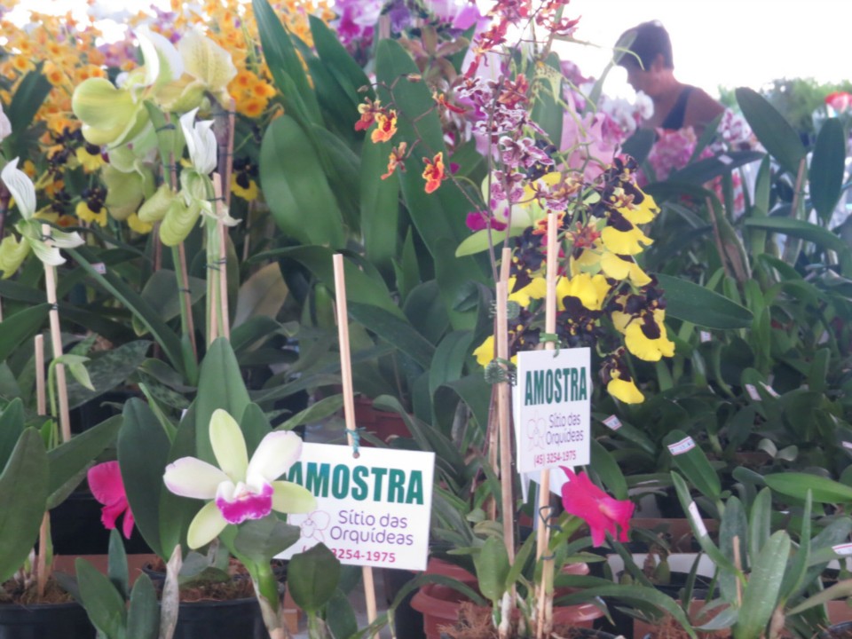 Expoflor começa e plantas variam de R$ 4 a quase R$ 2 mil Expoflor começa e plantas variam de R$ 4 a quase R$ 2 mil