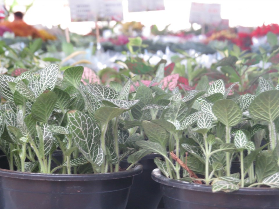 Expoflor começa e plantas variam de R$ 4 a quase R$ 2 mil Expoflor começa e plantas variam de R$ 4 a quase R$ 2 mil