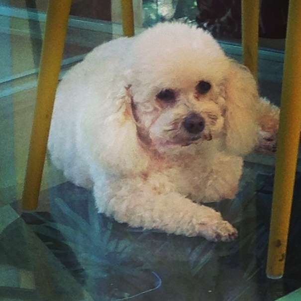 Ana Maria lamenta morte da cachorrinha de estimação Belinha