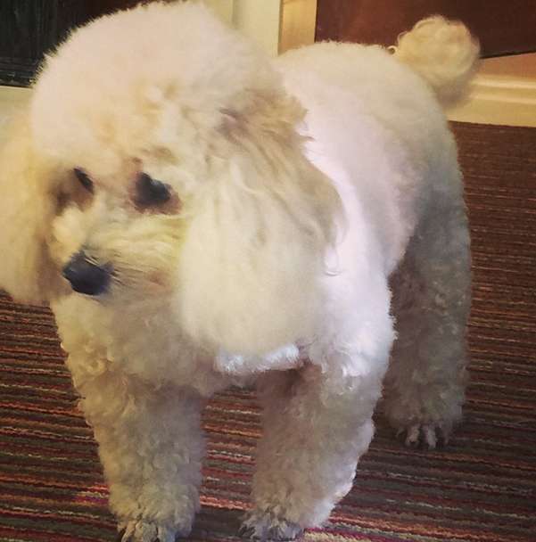 Ana Maria lamenta morte da cachorrinha de estimação Belinha