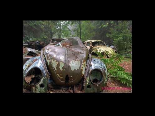Cemitério de carros assusta em floresta da Bélgica