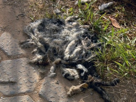 Polícia encontra mais de 800 caudas de cães em cidade de Minas Gerais e investiga caso misterioso