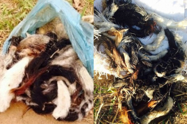 Polícia encontra mais de 800 caudas de cães em cidade de Minas Gerais e investiga caso misterioso