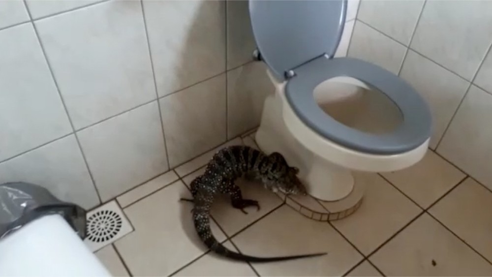 Lagarto no banheiro da escola, em Campo Grande (Foto: PMA/Divulgação)