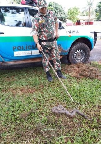 Policial militar ambiental durante captura da cobra (Foto: PMA/Divulgação)