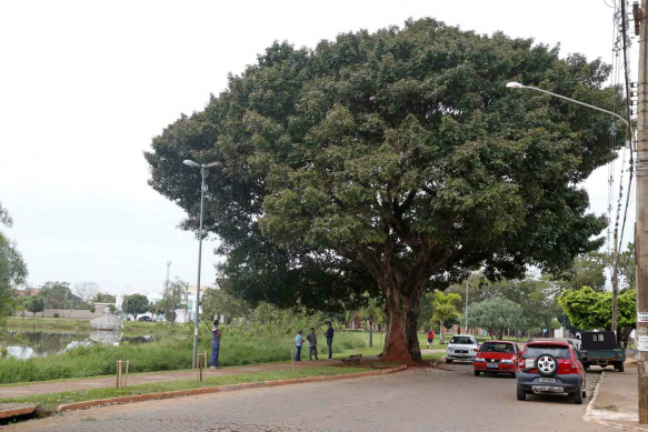 Árvore da espécie Tarumã recebe tratamento e proteção contra vandalismo