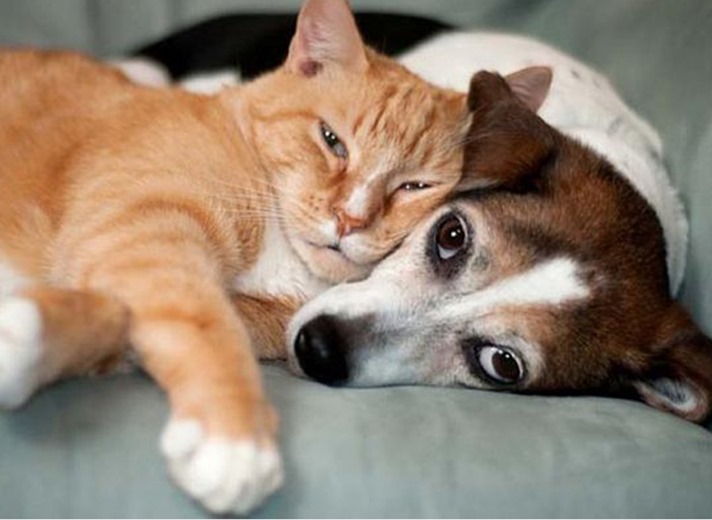 Câmara aprova aumento de pena para quem ferir cães e gatos Câmara aprova aumento de pena para quem ferir cães e gatos