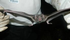 Adolescente que contraiu raiva humana, mordido por  morcego, passou a ser considerado o segundo sobrevivente da doença no Brasil(Arquivo/Agência Brasil)

