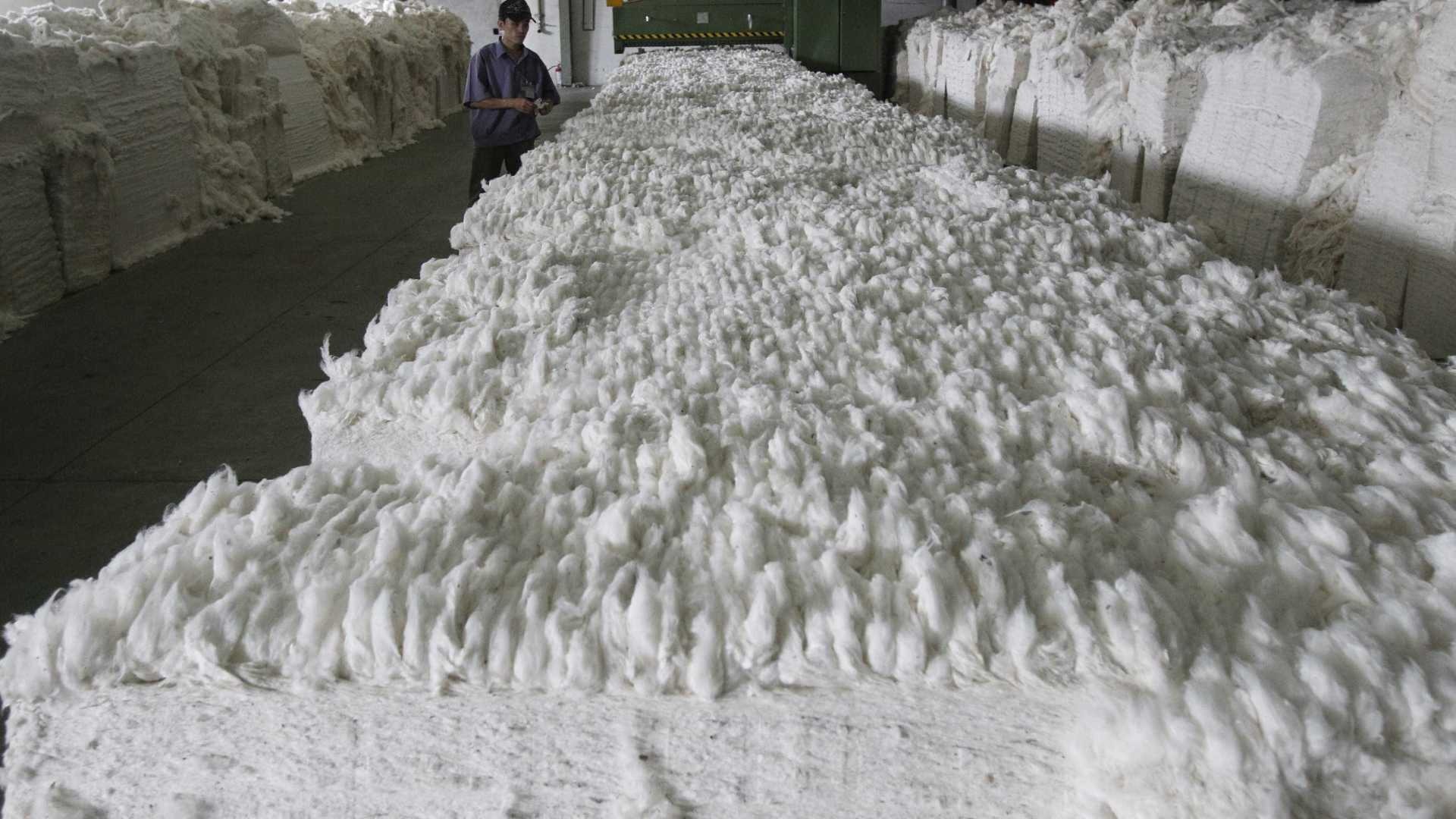 Brasil pode ter colheita recorde de algodão neste ano Brasil pode ter colheita recorde de algodão neste ano