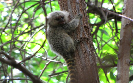 Macacos infectados por febre amarela servem de alerta ambiental, aponta ICMBio Macacos infectados por febre amarela servem de alerta ambiental, aponta ICMBio