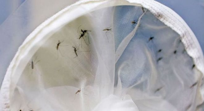 O mosquito Aedes aegypti transmite dengue, zika e chikungunya
ONU/Aiea/Dean Calma